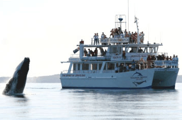 Dolphin Watch Cruises - Lightning Ridge Tourism 6