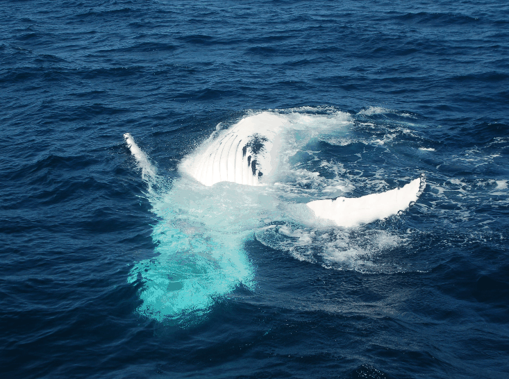 Dolphin Wild Cruises - Lightning Ridge Tourism