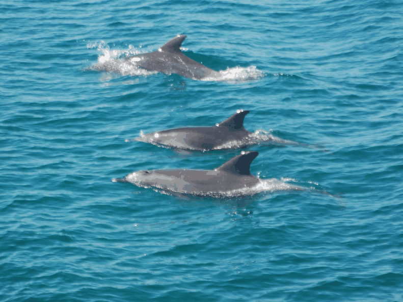 Dolphin Wild Cruises - Lightning Ridge Tourism 5