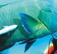 Aristocat Snorkel and Scuba Port Douglas - Lightning Ridge Tourism