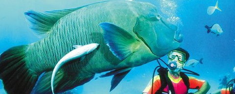 Aristocat Snorkel And Scuba Port Douglas - Lightning Ridge Tourism 0