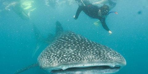 Aristocat Snorkel And Scuba Port Douglas - Lightning Ridge Tourism 1