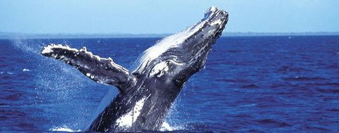 Aristocat Snorkel And Scuba Port Douglas - Lightning Ridge Tourism 2