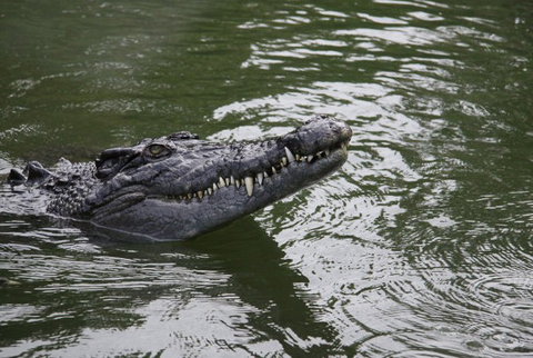 Daintree River Cruise Centre - Lightning Ridge Tourism 1