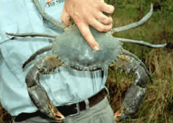 Whitsunday Crocodile Safari - Lightning Ridge Tourism