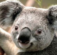 Wildlife Habitat - Lightning Ridge Tourism