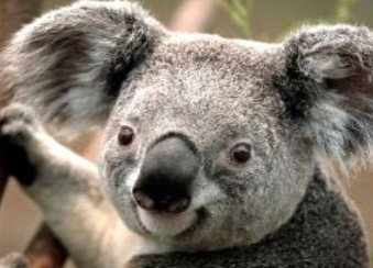 Wildlife Habitat - Lightning Ridge Tourism 0