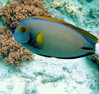 Illusions - Lightning Ridge Tourism