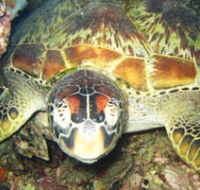 Adrenalin Snorkel and Dive - Lightning Ridge Tourism