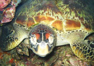 Adrenalin Snorkel And Dive - Lightning Ridge Tourism 0