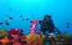 Adrenalin Snorkel And Dive - thumb 3