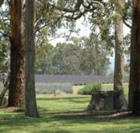 Aloomba Lavender - Lightning Ridge Tourism