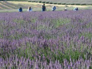 Aloomba Lavender - Lightning Ridge Tourism 1