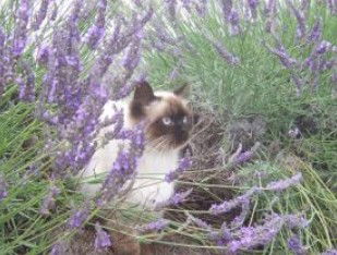 Aloomba Lavender - Lightning Ridge Tourism 2