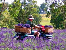 Aloomba Lavender - Lightning Ridge Tourism 4