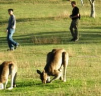 Araucaria Ecotours - Lightning Ridge Tourism