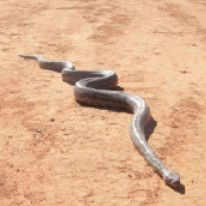 Araucaria Ecotours - Lightning Ridge Tourism 3