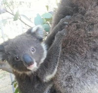 West Oz Wildlife Petting Zoos - Lightning Ridge Tourism