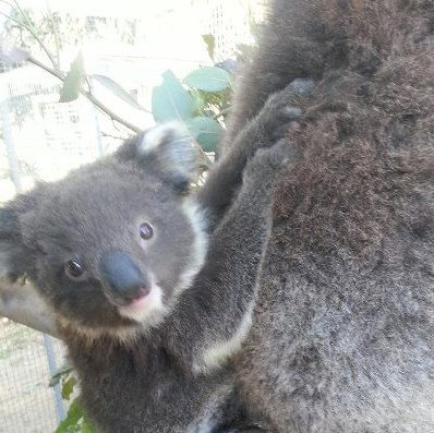 West Oz Wildlife Petting Zoos - Lightning Ridge Tourism 0