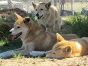West Oz Wildlife Petting Zoos - Lightning Ridge Tourism 1