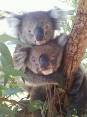West Oz Wildlife Petting Zoos - Lightning Ridge Tourism 4