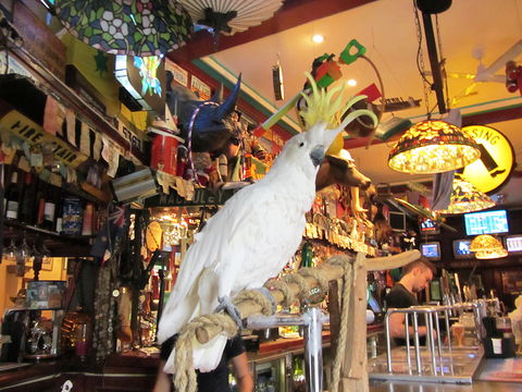 A Friend In Hand - Lightning Ridge Tourism 0