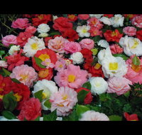 Camellia's Australia National Camellia Show - Lightning Ridge Tourism