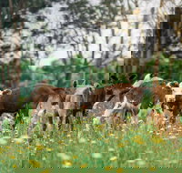 Farmgate Festival - Lightning Ridge Tourism