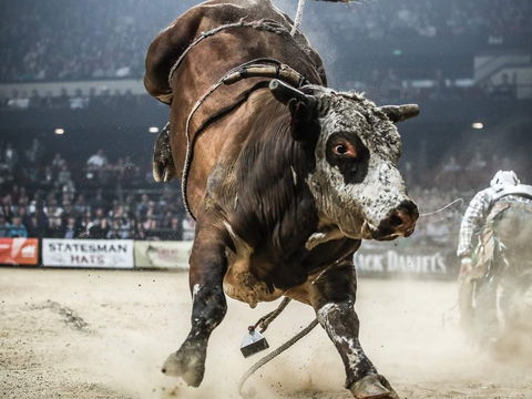 PBR Hawkesbury Stampede - Lightning Ridge Tourism 1
