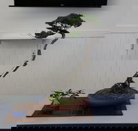 Wauchope Bonsai Workshop Group - Lightning Ridge Tourism