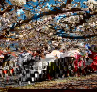 Young Cherry Blossom Long Lazy Lunch - Lightning Ridge Tourism