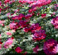 2020 Woolmers Estate Festival of Roses - Lightning Ridge Tourism