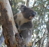 Annual Koala Count - Lightning Ridge Tourism