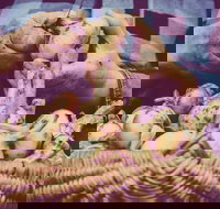 Grafton Farmers Market - Lightning Ridge Tourism