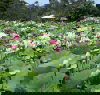 Lotus Flower Season - Lightning Ridge Tourism