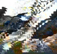 Mudgee Farm Walks - Lightning Ridge Tourism