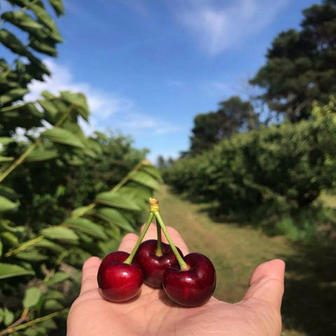 National Cherry Festival - Lightning Ridge Tourism 0