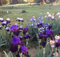 Riverina Iris Farm Open Garden and Iris Display - Lightning Ridge Tourism