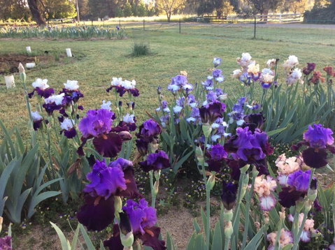 Riverina Iris Farm Open Garden And Iris Display - Lightning Ridge Tourism 0
