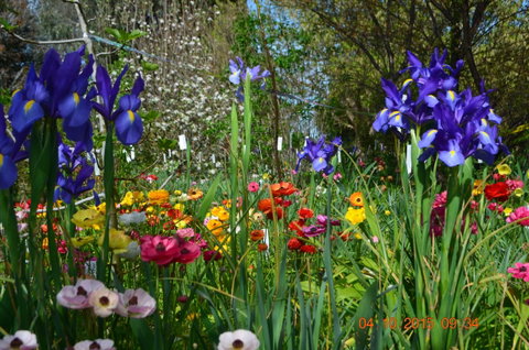Riverina Iris Farm Open Garden And Iris Display - Lightning Ridge Tourism 1