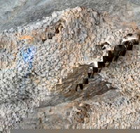 2020 Katherine Bird Festival - Lightning Ridge Tourism