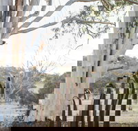 Sculptures in the Garden - Lightning Ridge Tourism