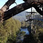 Tahune Air Walk Lodge - Lightning Ridge Tourism 0