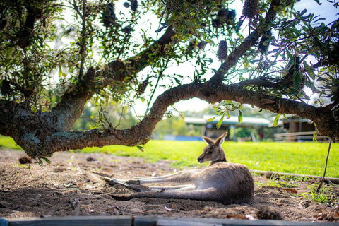 Waterfall Springs Retreat And Wildlife Sanctuary - Lightning Ridge Tourism 5