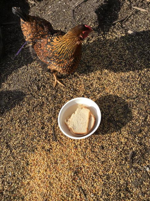 Nextdooratportarthur - Lightning Ridge Tourism 4