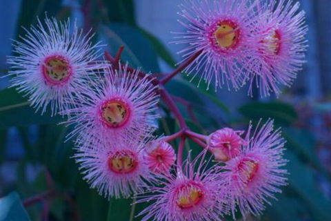 Brisbane Milton Bed & Breakfast - Lightning Ridge Tourism 4