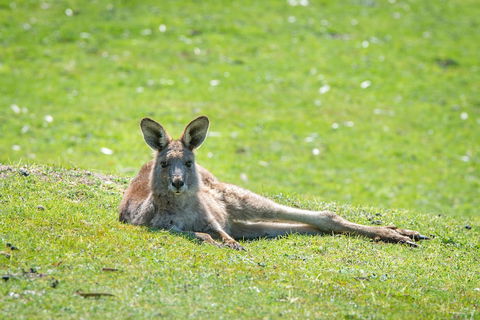 Halls Gap Motel - Lightning Ridge Tourism 5