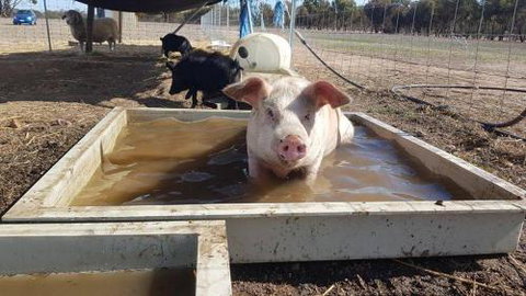 A Better Life Animal Sanctuary FarmStay Private Two Bedrooms Lounge Room & Bathroom & Toilet Shared Kitchen - Lightning Ridge Tourism 2