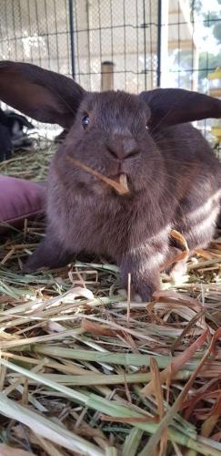 A Better Life Animal Sanctuary FarmStay Private Two Bedrooms Lounge Room & Bathroom & Toilet Shared Kitchen - Lightning Ridge Tourism 5