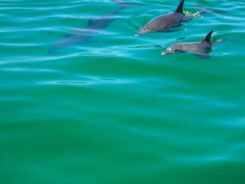 Anchorage Guest House - Lightning Ridge Tourism 1